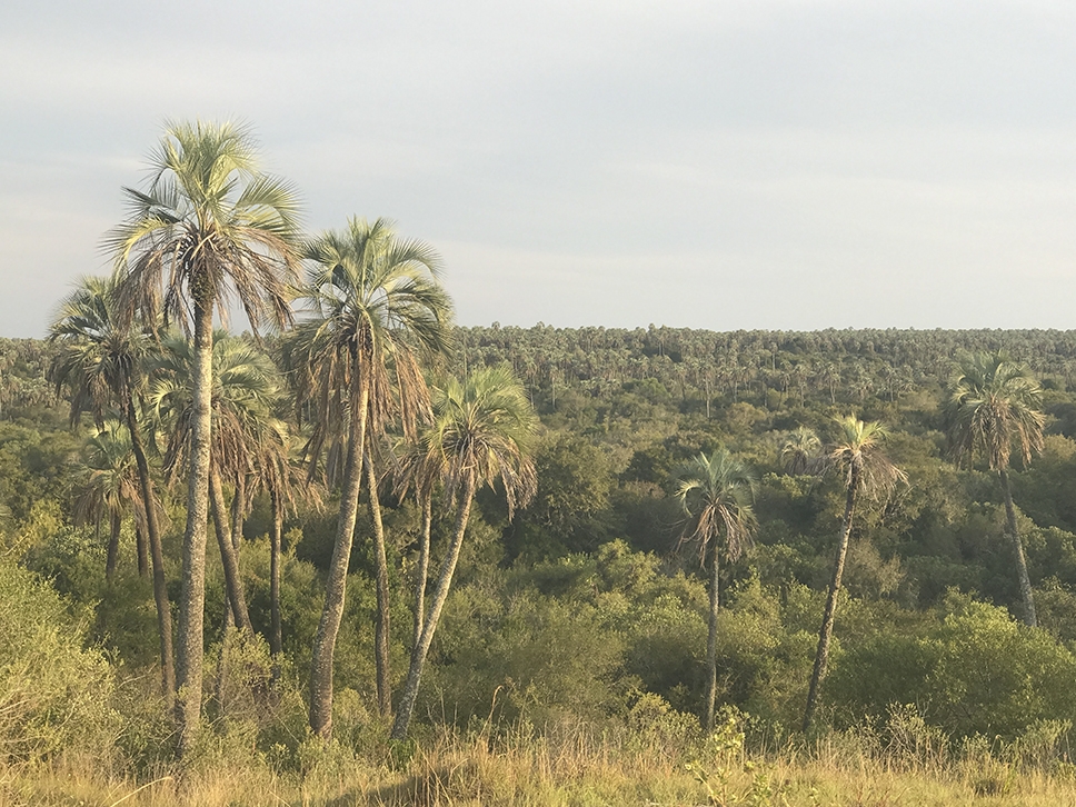 El increíble bosque de palmeras