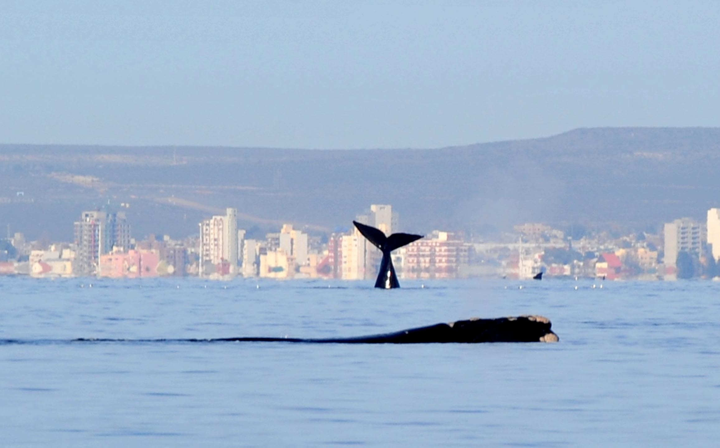 El intendente Sastre indicó un nuevo récord de ballenas en Puerto Madryn