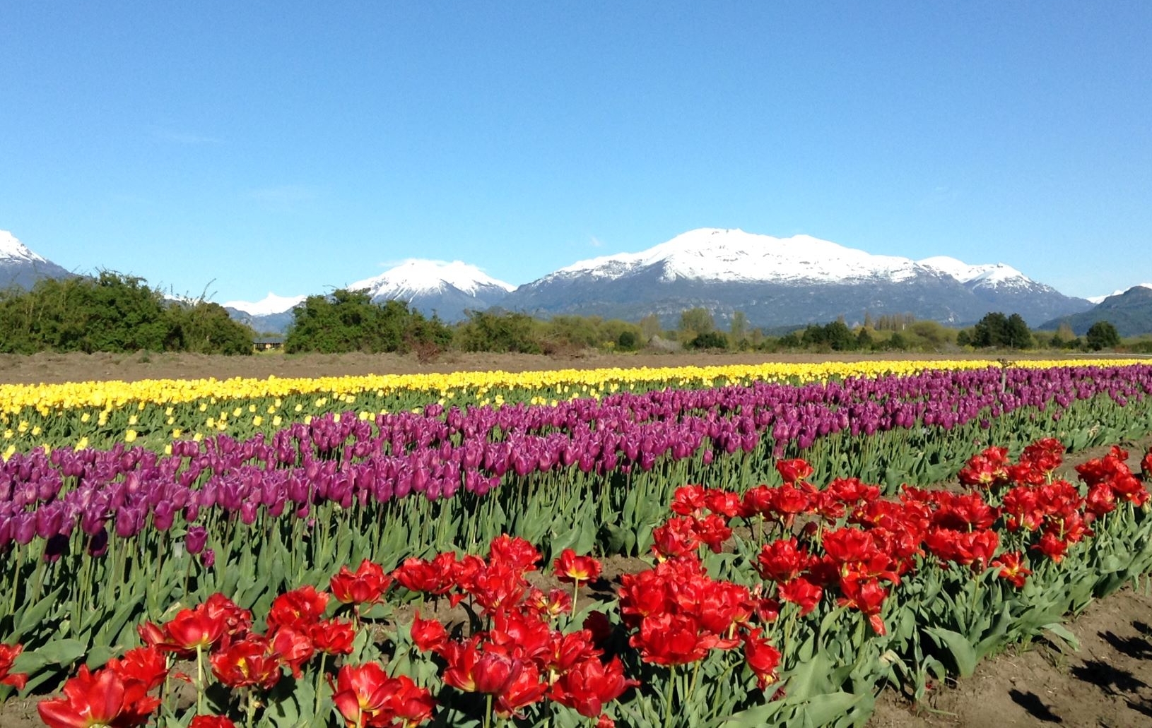 Un mar de tulipanes al pie de los Andes en Chubut
