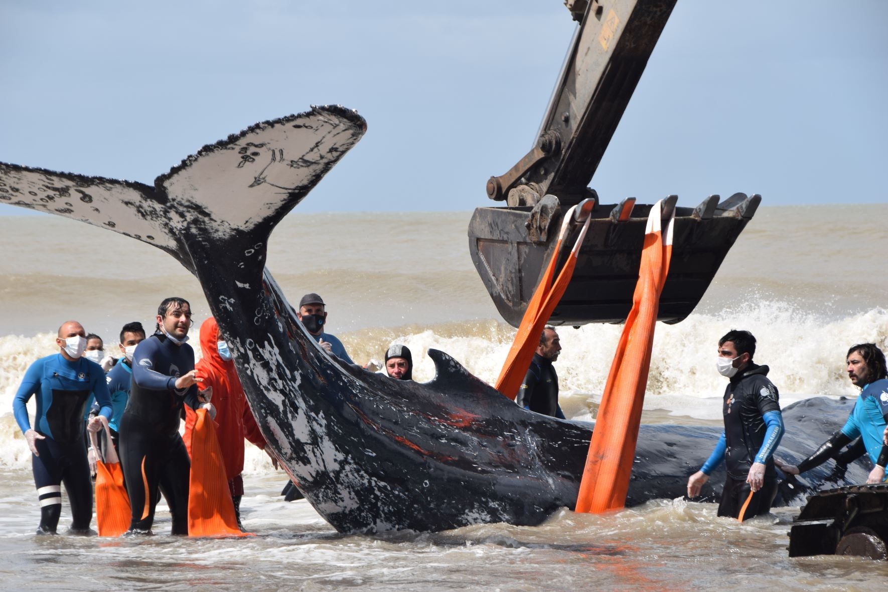 Rescatan y salvan dos ballenas en el Partido de la Costa