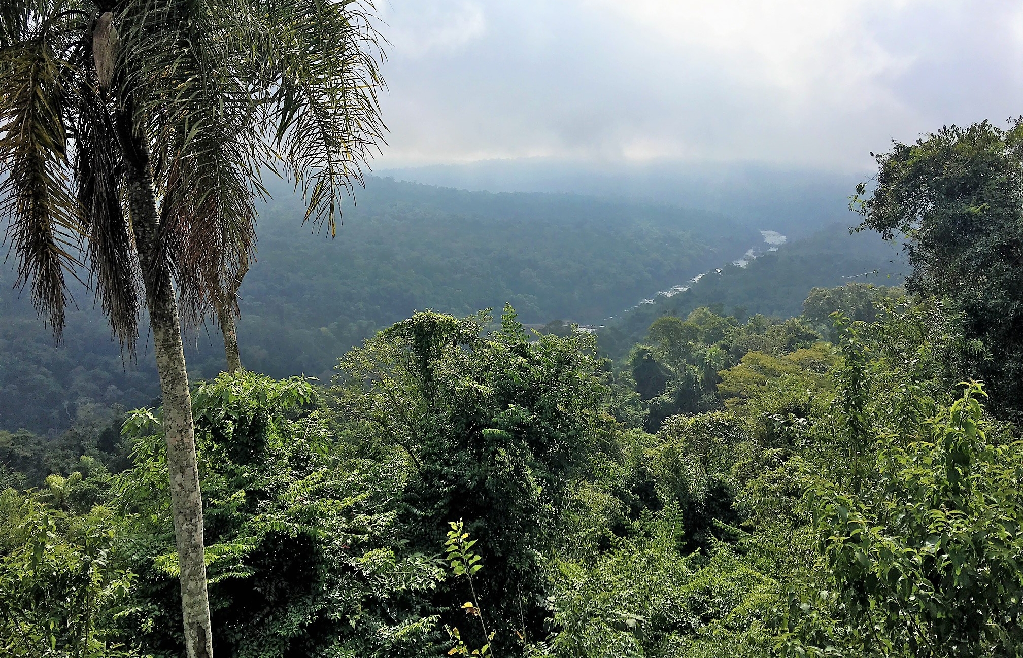 Ley de Bosques Nativos: el proyecto de Presupuesto 2022