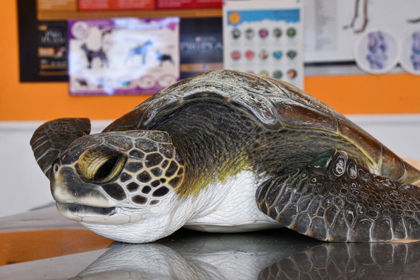 En la Argentina también: las tortugas sufren la contaminación de plásticos