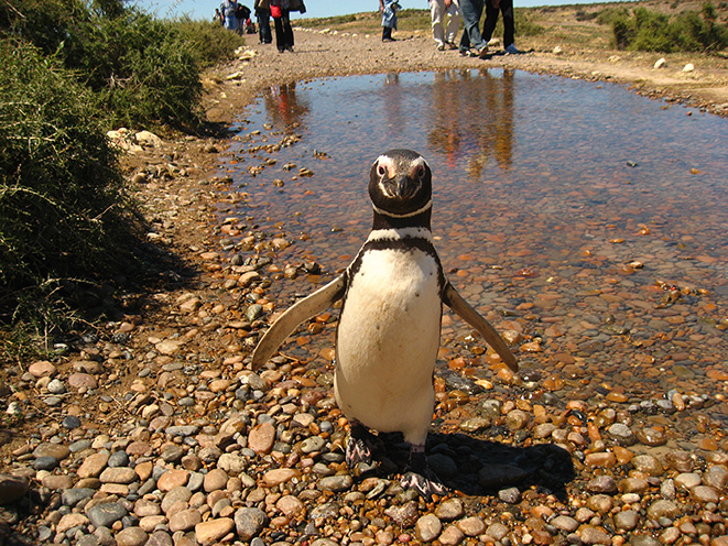 Temporada en Punta Tombo
