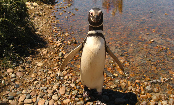         
Pingüinos en Punta Tombo
