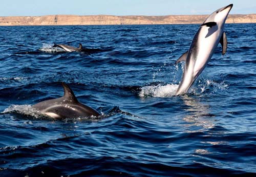 Avistaje de delfines en las aguas de Puerto Madryn
