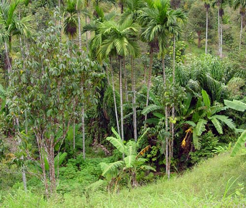 La Amazonía en peligro
