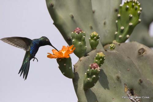 Avistaje de aves en Chaco
