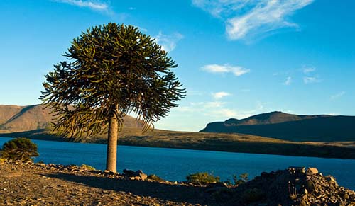 Un circuito por los grandes bosques de araucarias al pie de la Cordillera
