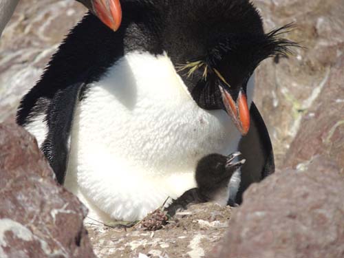 El primer bebé de la temporada en la Isla Pingüino

