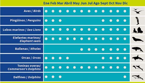 El calendario anual para saber cuándo avistar la fauna marina y costera en la región

