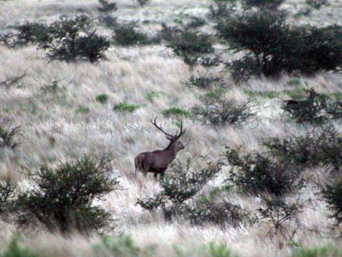 Temporada de brama del ciervo en otoño
