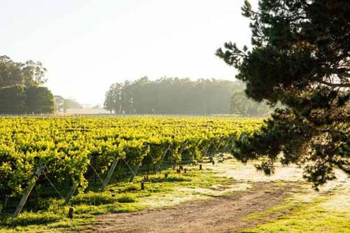 Trapiche Costa & Pampa abre sus puertas para visitas enológicas