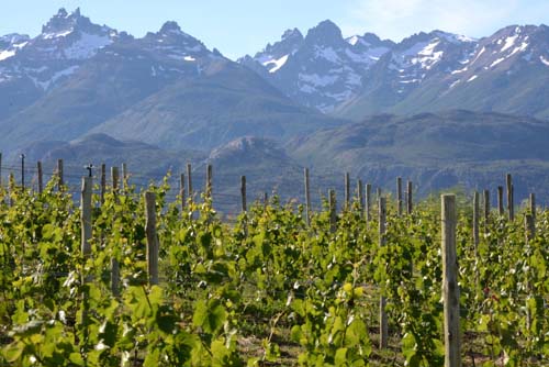 Chubut también tiene una Ruta del Vino