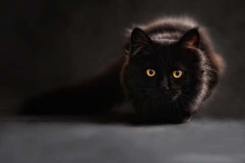 ¿Amante de los gatos? Llega el CatFest2018