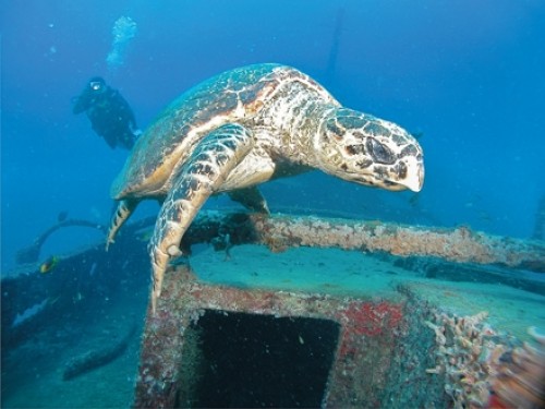 Una nueva generación de tortugas marinas