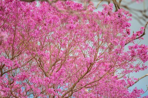 Colores de primavera en los parques argentinos