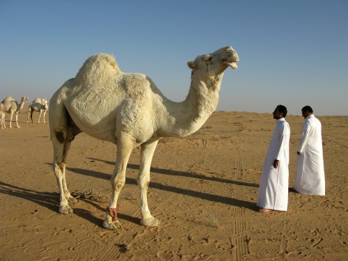 Arabia Saudita: ¿un nuevo destino turístico? 