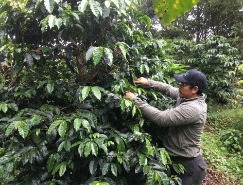 El café del día - el día del café