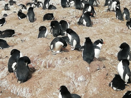 Se vienen los nacimientos en Isla Pingüino