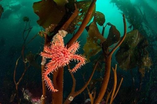 Avanza la creación de Parques Marinos en Argentina