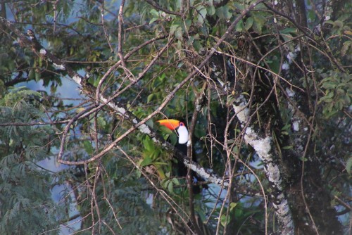 La selva misionera: una maravilla natural