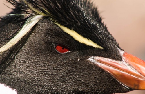 Temporada de Penacho Amarillo - Un día en Isla Pingüino
