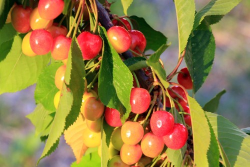 Fiesta y temporada de cerezas 2019 en Los Antiguos