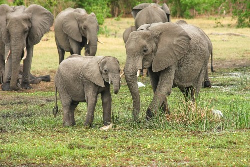 El Botswana autoriza la caza de elefantes