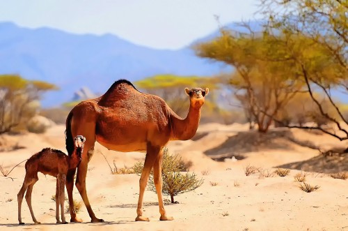 El Dakar deja América Latina y se correrá en Arabia