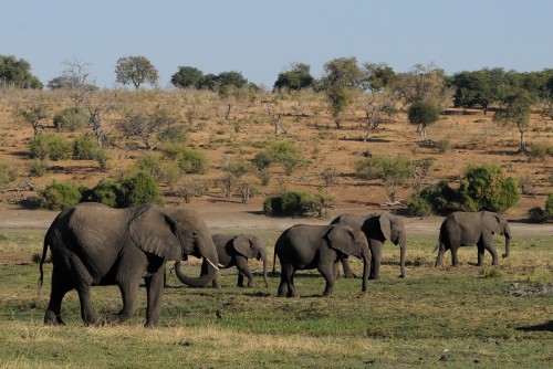 Botswana confirmó que autoriza la caza de elefantes
