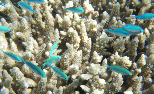 Un Uber submarino para conocer la Barrera de Coral