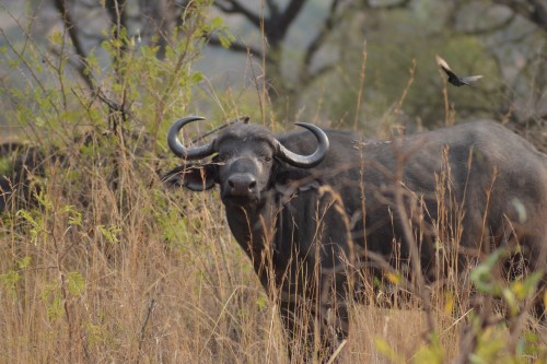 Ahora en Zimbabwe: autorizan la caza de búfalos
