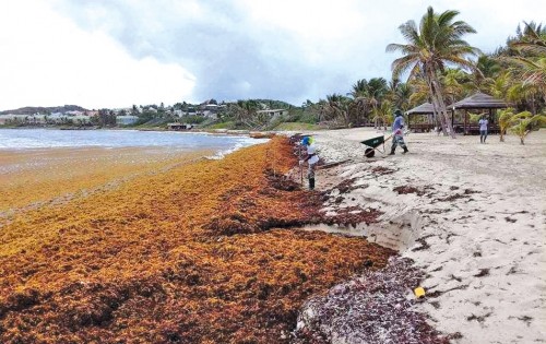 Las algas siguen invadiendo el Caribe