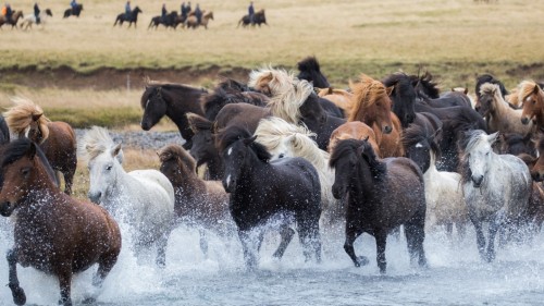 En Islandia: la gran fiesta equina del otoño