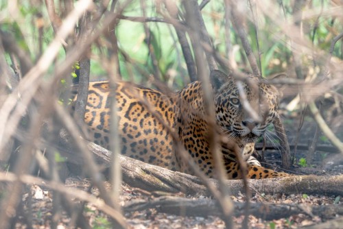 Reintroducen un yaguareté macho en el Iberá