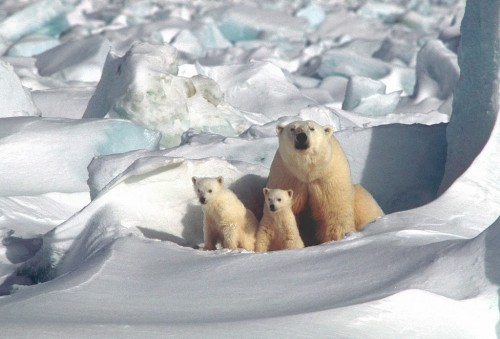 El Polo Magnético Norte se mueve hacia Siberia