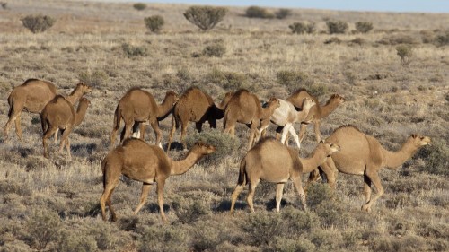 Ahora quieren sacrificar los dromedarios en Australia