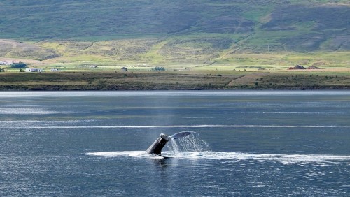 Islandia dejó de cazar ballenas