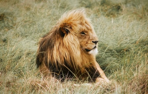 Ahora cazan leones en reservas naturales de Sudáfrica