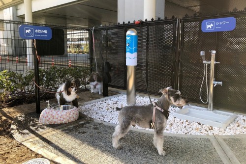 Baños para perros en aeropuertos