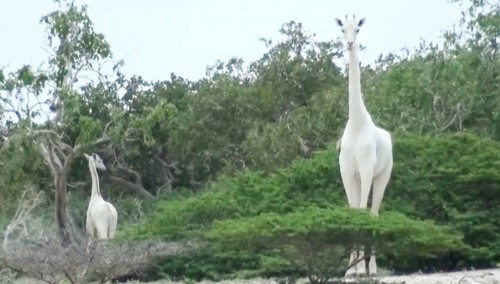 Furtivos mataron la jirafa blanca de Kenya