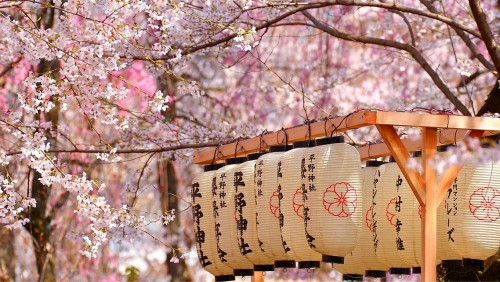 Hanami 2020: Japón celebra las flores de cerezos