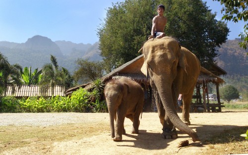 Elefantes de Tailandia en peligro por el derrumbe del turismo