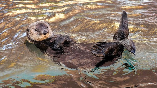 Durante la cuarentena: mirá el acuario de Monterey