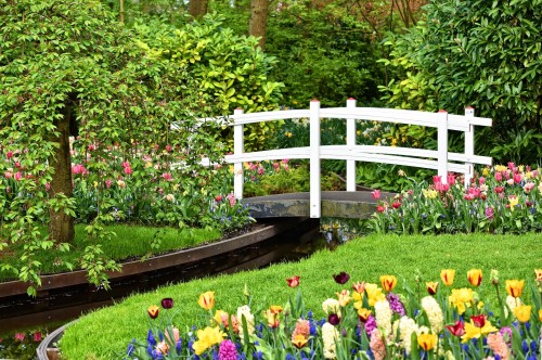 Durante la cuarentena: paseá entre los tulipanes del Keukenhof