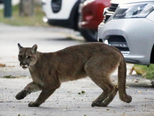 Humanos confinados, animales en las ciudades