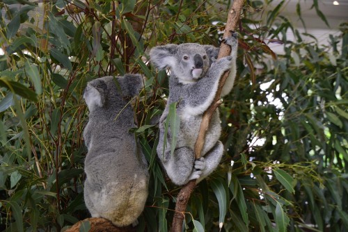 Durante la cuarenta: enamórate de los koalas