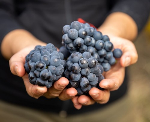 Pinot noir: una uva enamorada de la Patagonia