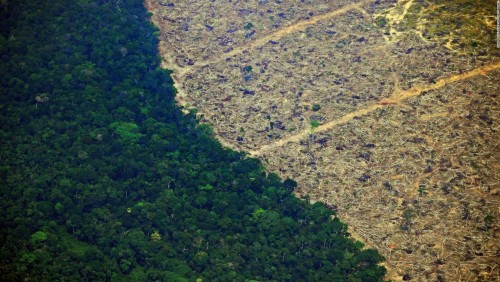 Se incrementó la deforestación en 2019