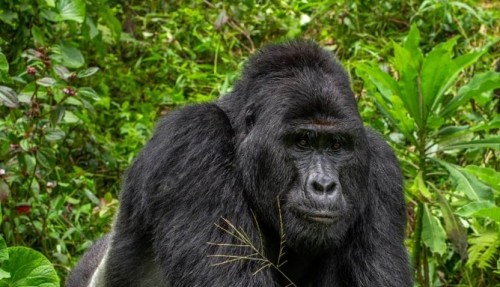 Mataron a Rafiki, famoso gorila de Uganda